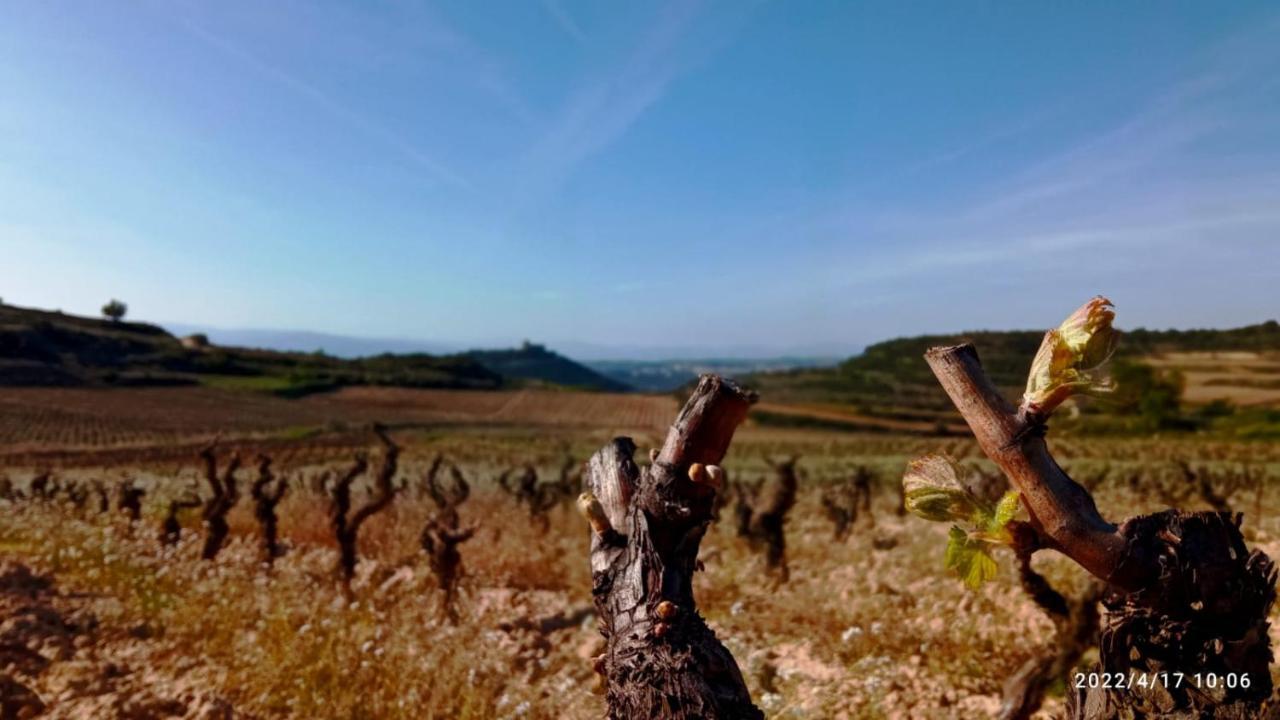 Apartamento El Guardaviñas, entre Montes y Viñedos Ábalos Exterior foto